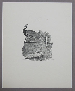 Image for The Peacock from Thomas Bewick's A History of British Birds Volume 1: Land Birds.