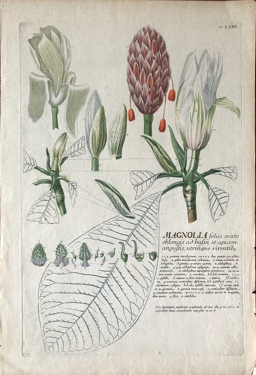 Image for Magnolia foliis ovato oblongis ad basin et apicem angustis, utrinque virentib.
