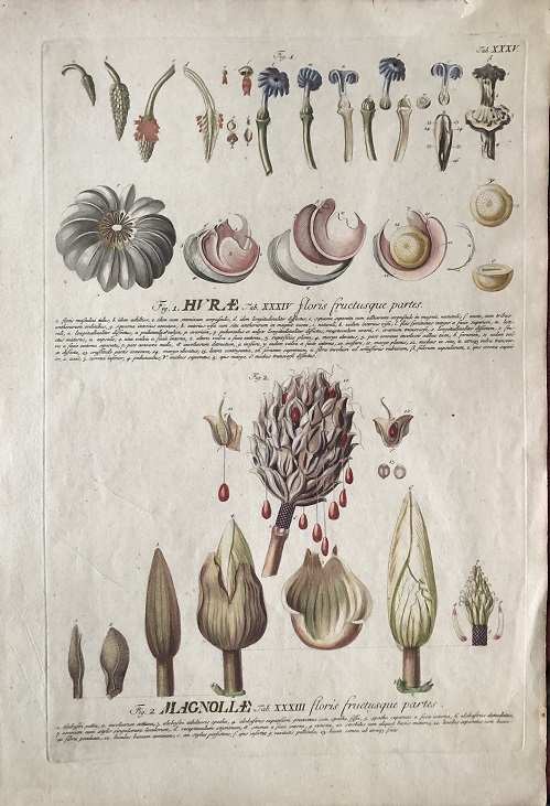 Image for Hurae. floris fructusque partes / Magnoliae. floris frucusque partes.