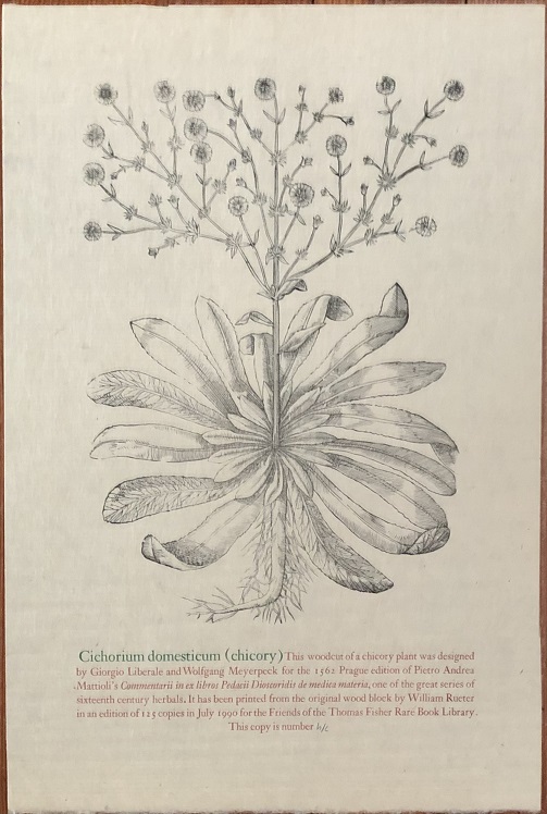 Image for Cichorium domesticum (Chicory). This woodcut of a chicory plant was designed by Giorgio Liberale and Wolfgang Meyerpeck for the 1562 Prague edition of Pietro Andrea Mattioli's Commentarii in ex libros Pedacii Dioscoridis de medica materia  ....